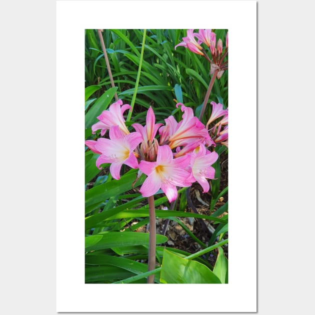 Belladonna Lily Wall Art by claire-l-page